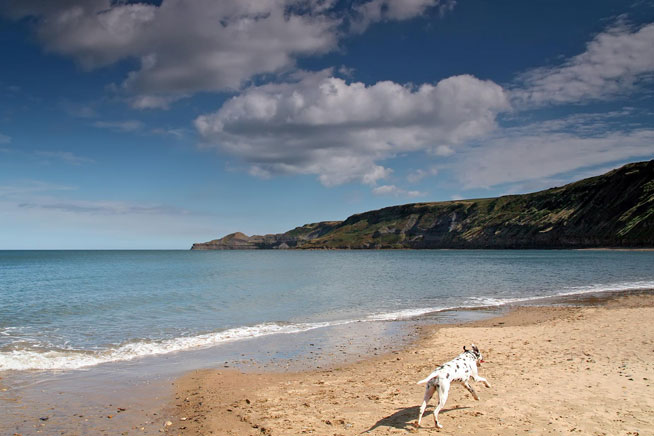 dog-holiday-st-mawes-retreats